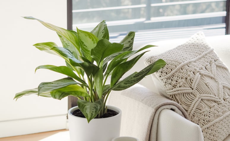decoracao-de-apartamento-com-plantas-2