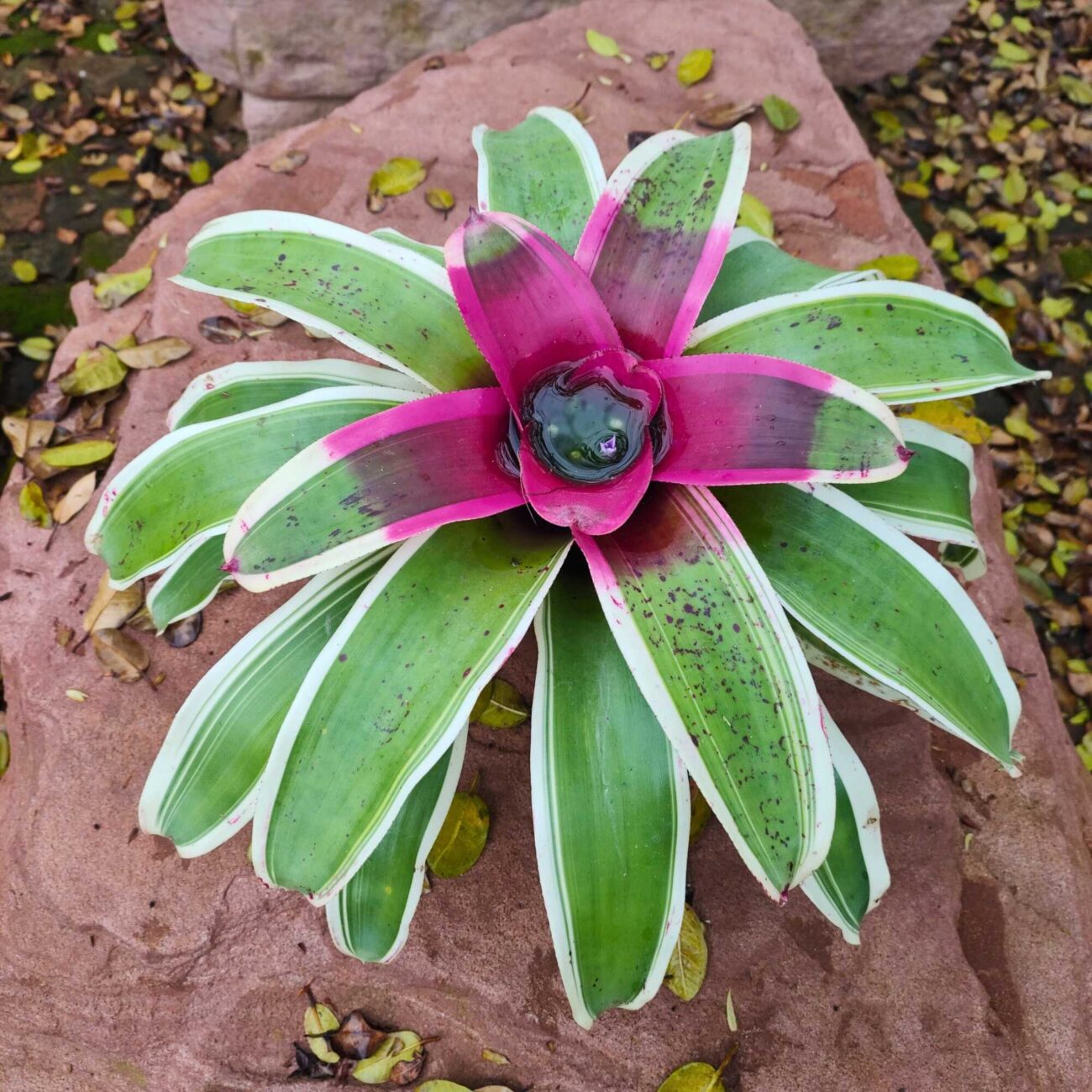 bromelia-2