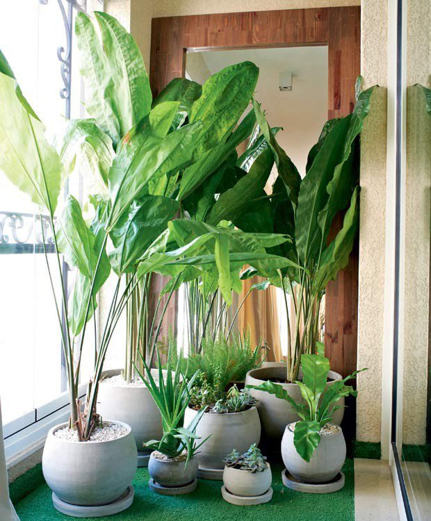 plantas-de-jardim