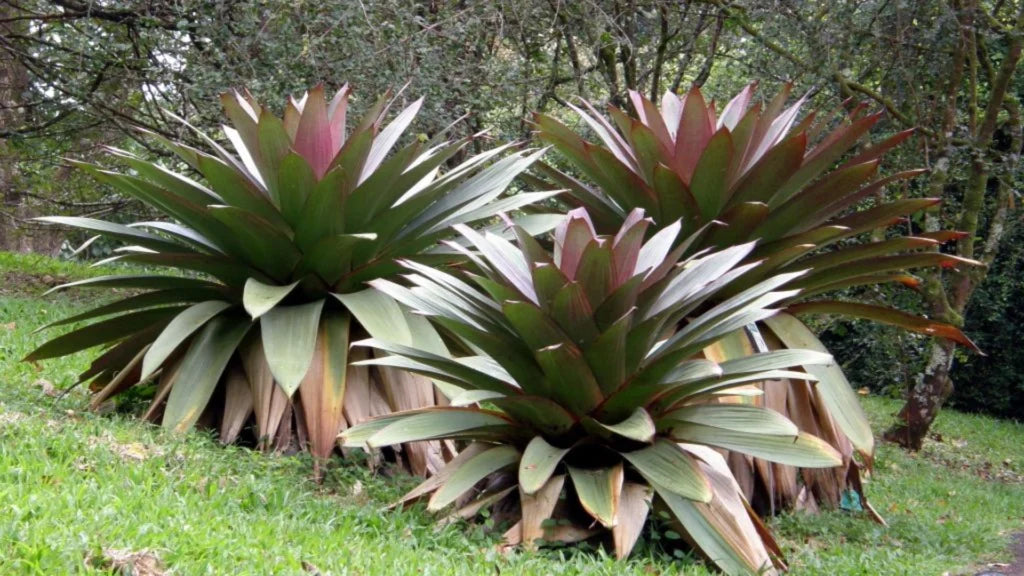 bromelia-2