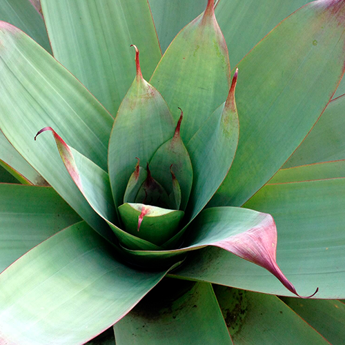 bromelia-2