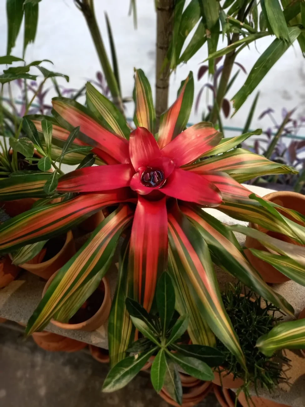 bromelia-2