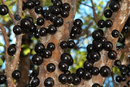 como-plantar-jabuticaba