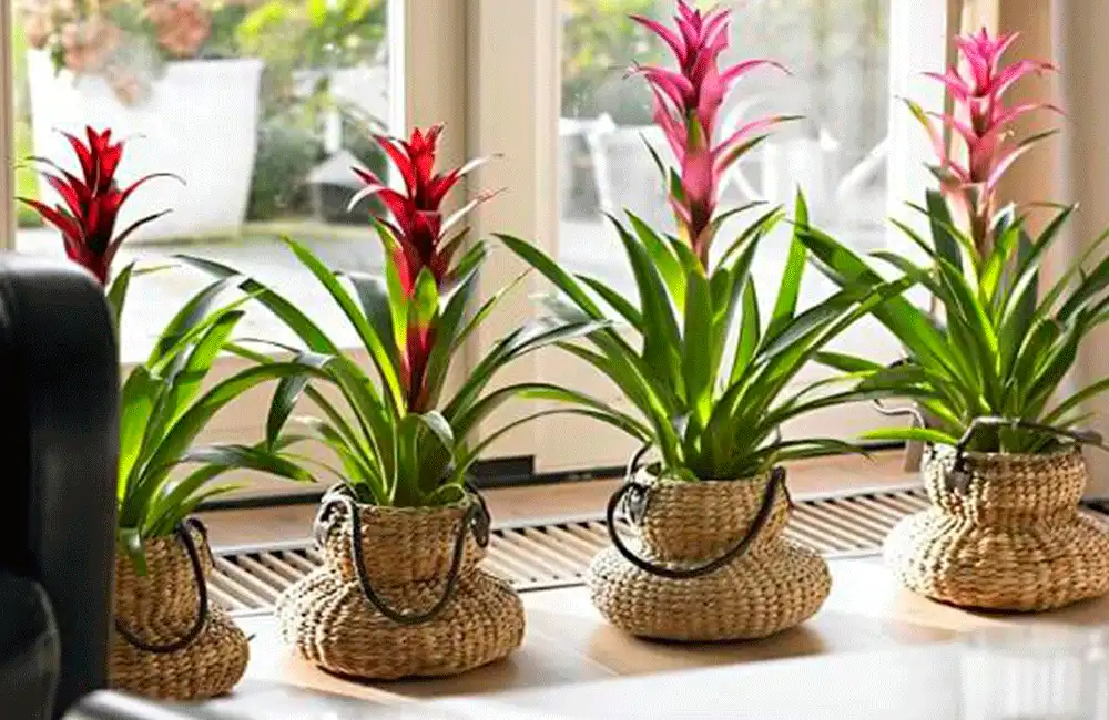 decoracao-de-apartamento-com-plantas-2