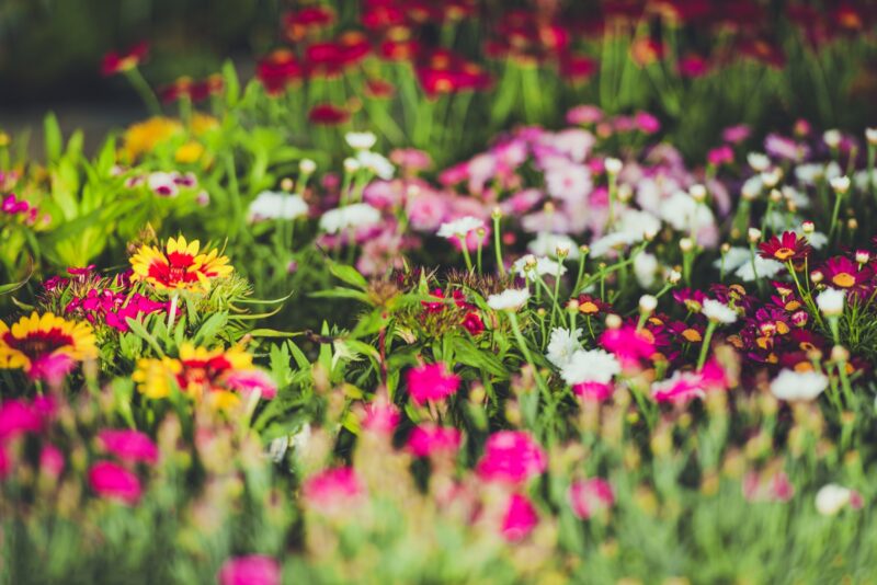 flores-perenes-anuais
