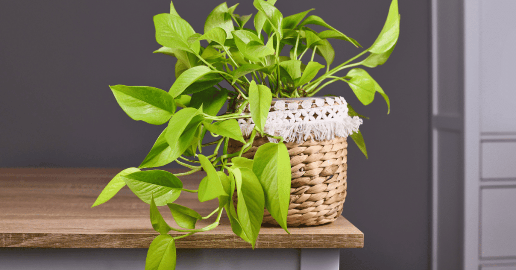 ideias-de-decoracao-com-jiboia