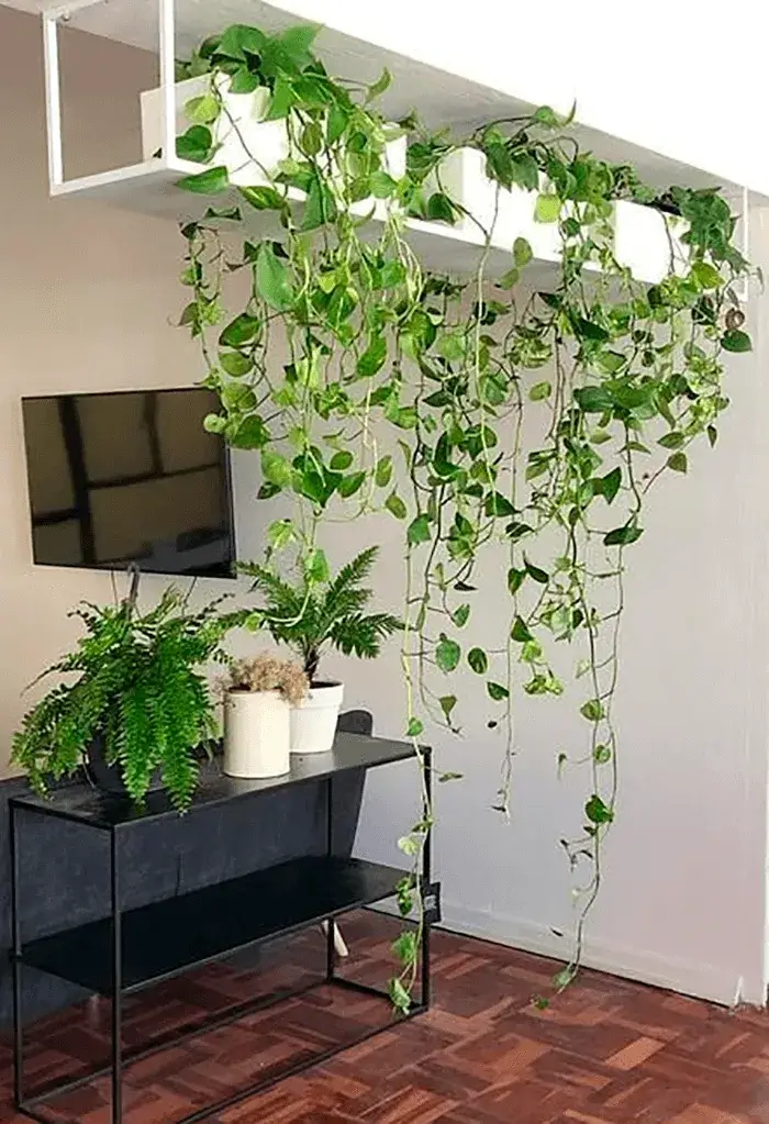 ideias-de-decoracao-com-jiboia