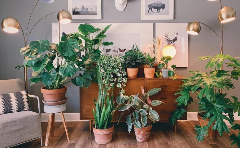 plantas-para-apartamento