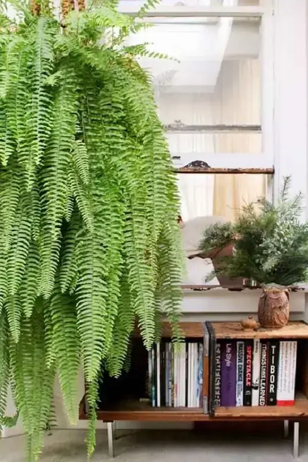 samambaia-na-decoracao