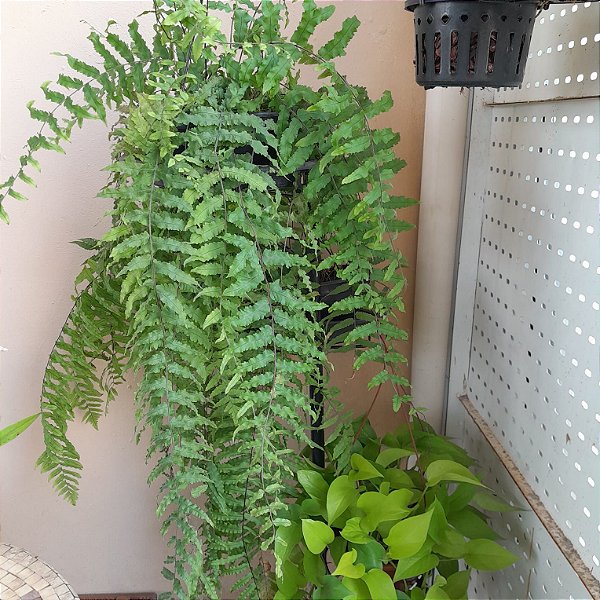 samambaia