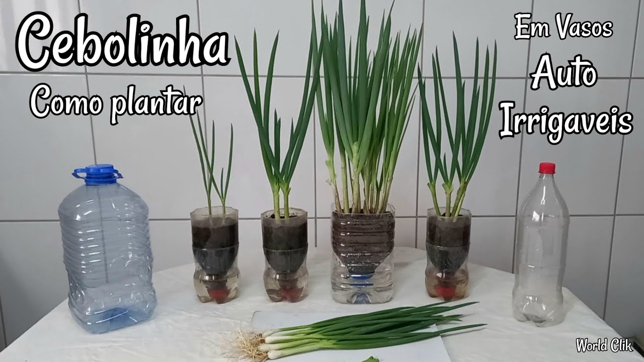 Como Plantar Cebolinha - Vaso Auto ...
