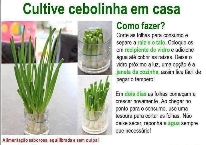 Como cultivar cebolinha em casa