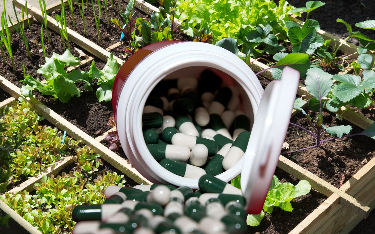 As plantas que você pode plantar na sua horta e que podem fazer você economizar no supermercado e na farmácia.
