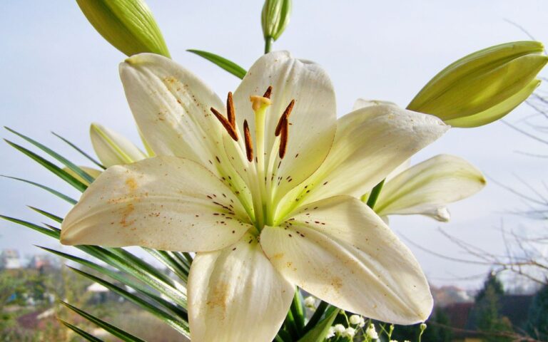 O seu lírio não está dando flor há bastante tempo? Veja o que está acontecendo de errado para poder resolver isso.