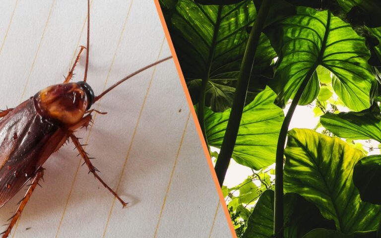 Muitas baratas na sua casa? Você pode combater esses insetos com algumas plantas comuns e poderosas.