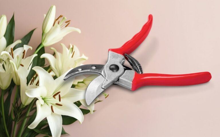 Vai podar o lírio do seu jardim? Então é melhor saber esse detalhe que fará toda a diferença na hora de cuidar das plantas que você ama.