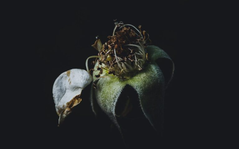 A orquídea murcha na sua casa ainda pode te ruma segunda chance de florir, mas apenas se você souber o que deve ser feito hoje mesmo.