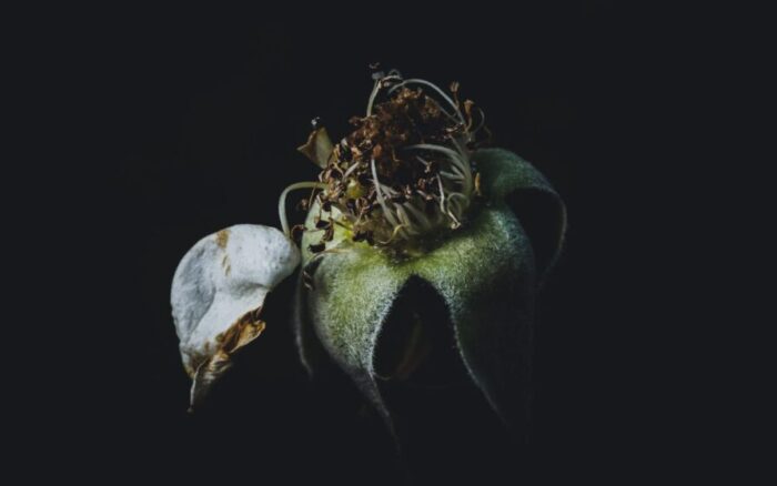 A orquídea murcha na sua casa ainda pode te ruma segunda chance de florir, mas apenas se você souber o que deve ser feito hoje mesmo.