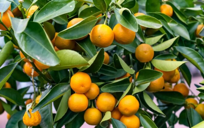 Imagine colher uma laranja fresquinha dentro do seu próprio apartamento? Sim, essa é uma realidade possível e viável, mas é preciso saber o que fazer para que dê certo de verdade.