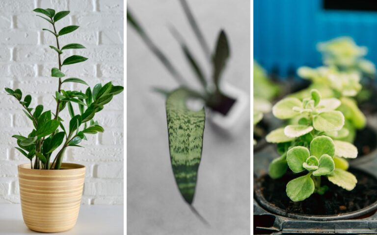 Essas são as plantas que você ter na sua casa e que são conhecidas por atrair a sorte no mundo do dinheiro e das finanças.