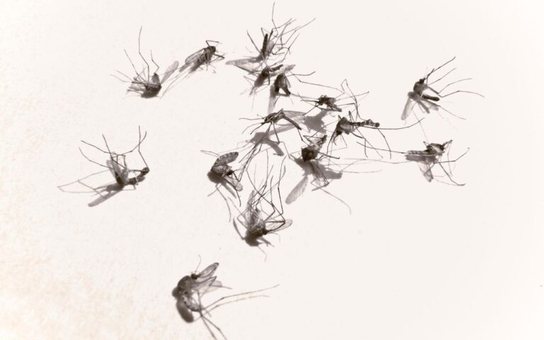Mosquitos adoram essas plantas na sua casa e vão se aglomerar muito se você não fizer nada para impedir isso de acontecer.