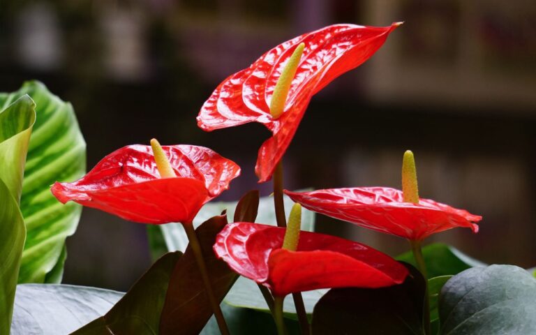 A flor do antúrio fica viva e deslumbrante o dia inteiro para quem segue um truque simples; descubra qual é.