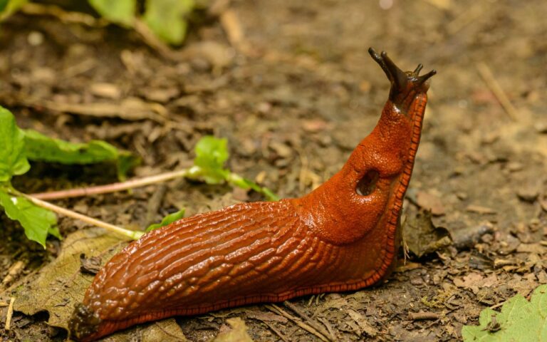 Estão aparecendo muitas lesmas no jardim ou na sua horta? Veja se isso é sempre um sinal ruim.