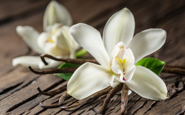 Ter orquídea em casa? Veja o que faz ela ficar anos sem dar uma flor sequer e o que você pode fazer.