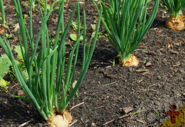 Horta: como plantar Cebolinha (Allium ...