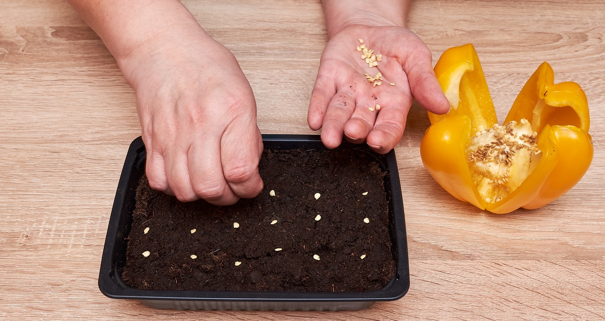 Como plantar pé de pimentão: dicas de ...
