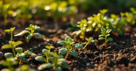 como preparar a terra para horta