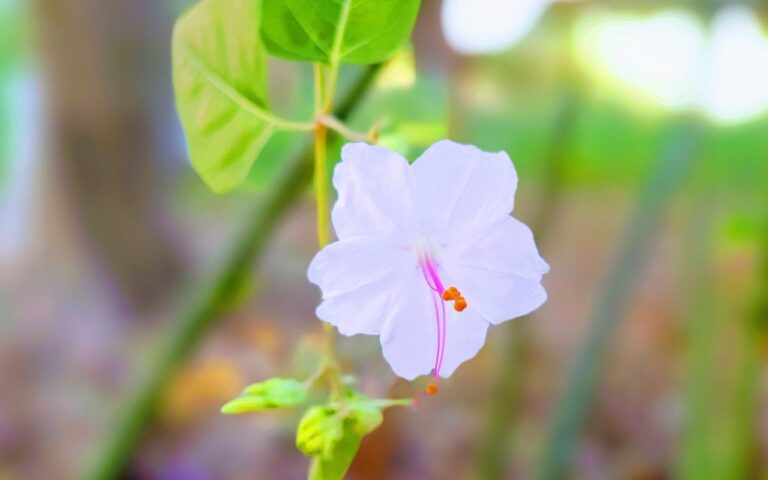 Você nem imaginava que essa flor é tão fácil de cultivar na sua casa e que ela esconde tantas características incríveis assim; veja a maravilha.