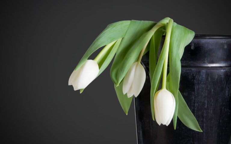 Essas plantas são à prova de maus cuidados, veja quais são e aprenda a ter na sua casa para alegrar seu ambiente.