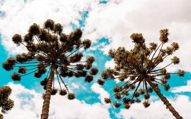 Algumas árvores podem te surpreender pelo tamanho se você plantá-las por engano no seu quintal; elas podem passar de 100 metros de altura.