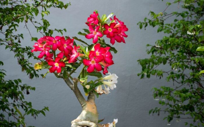 Descubra qual é o verdadeiro problema que está matando sua rosa-do-deserto e por que ela não cresce mais; veja o que isso significa hoje.