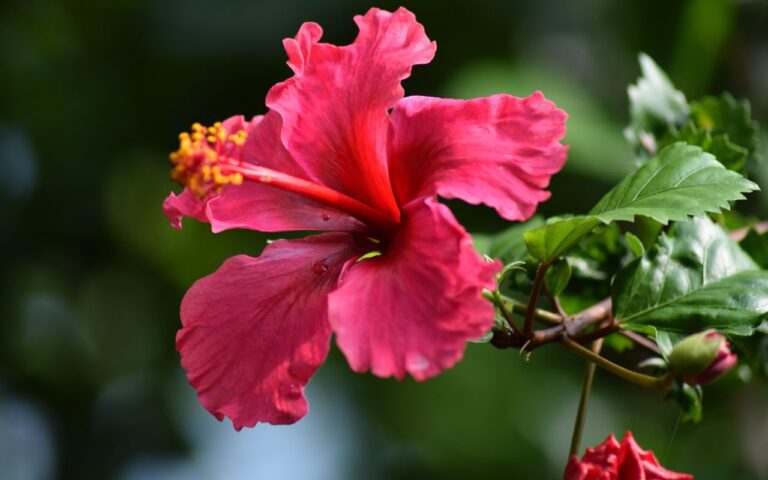 O hibisco é uma das plantas que os brasileiros mais gostam de cultivar em casa, mas o erro que você comete é crucial nesse momento.