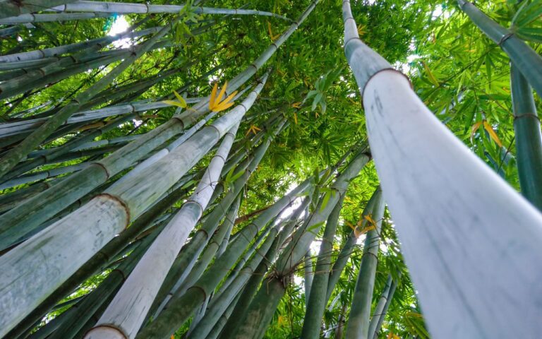 O clone do luxo a poção que dá à sua casa o 'cheiro de rico' que apenas o bambu verde é capaz de oferecer; entenda a receita.