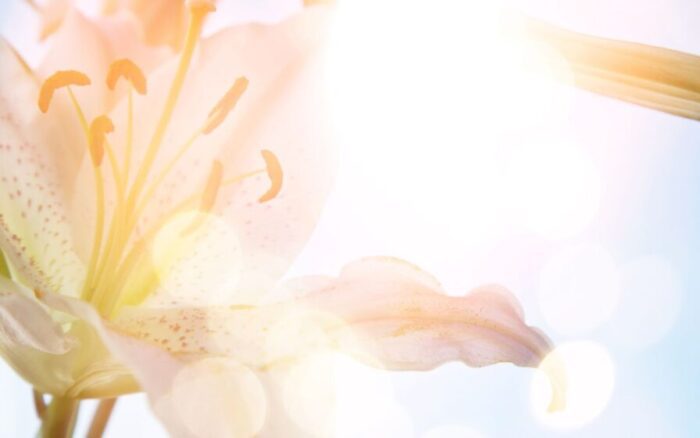 Chegou a hora da verdade: descubra se o lírio da sua casa deve ficar exposto ao sol ou resguardado na sombra para florir bem.