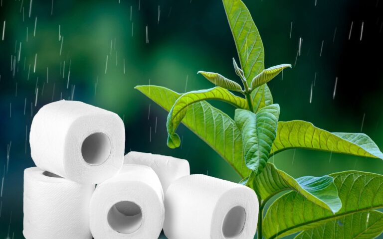 Essa planta promete ajudar quem está sofrendo com dor de garganta e outros sinais de gripe, resfriado e demais doenças sazonais assim.