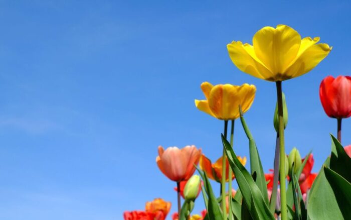 O jardim da sua casa deve brilhar na primavera, mas isso só acontecerá se você souber o que precisa ser feito agora no inverno.
