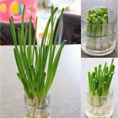 Como Plantar Cebolinha: Tempero Fresco o Ano Inteiro