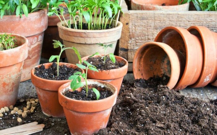 7 erros a nunca mais cometer com seu jardim; descubra