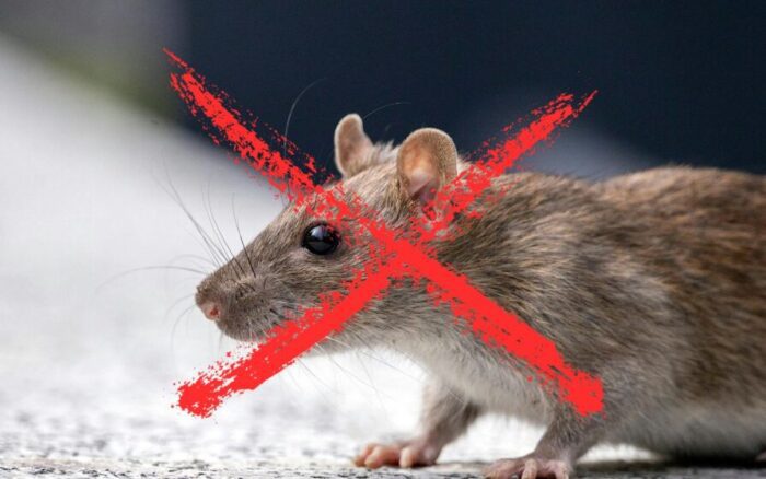 O cheiro que aniquila ratos e a ciência acaba de confirmar