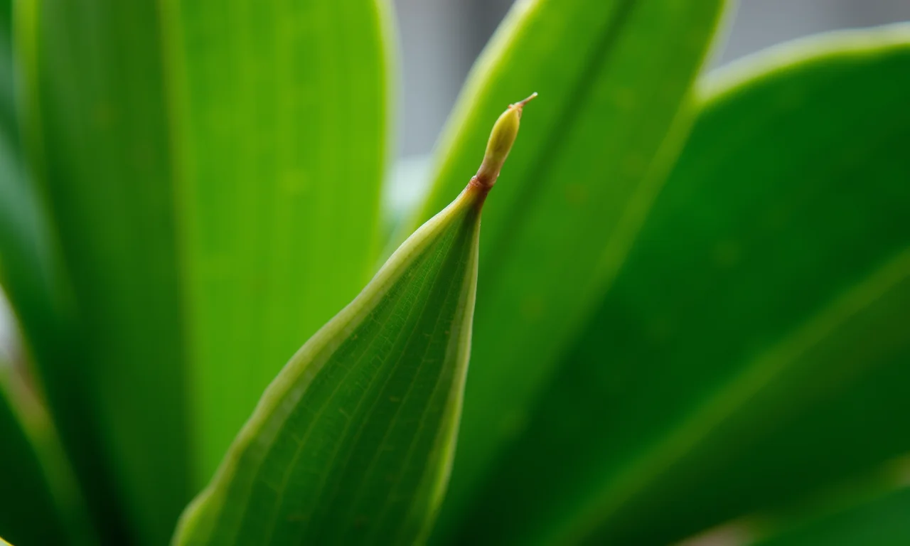 Close-up de diversas plantas de sombra.
