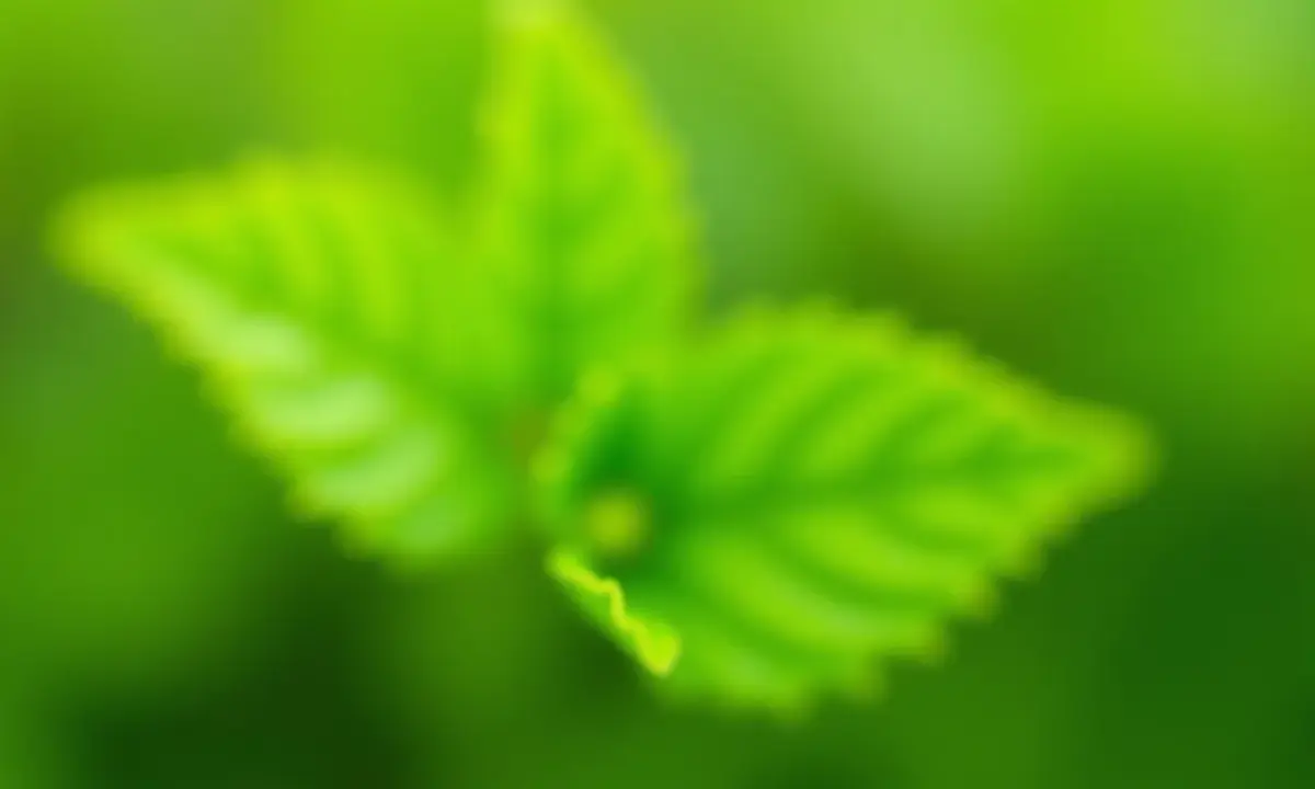 diy-horta-em-apartamento