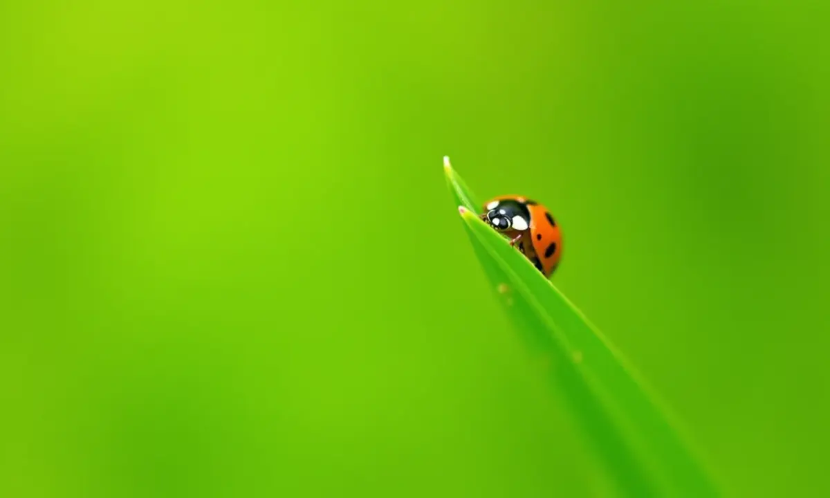 horta-em-apartamento-2