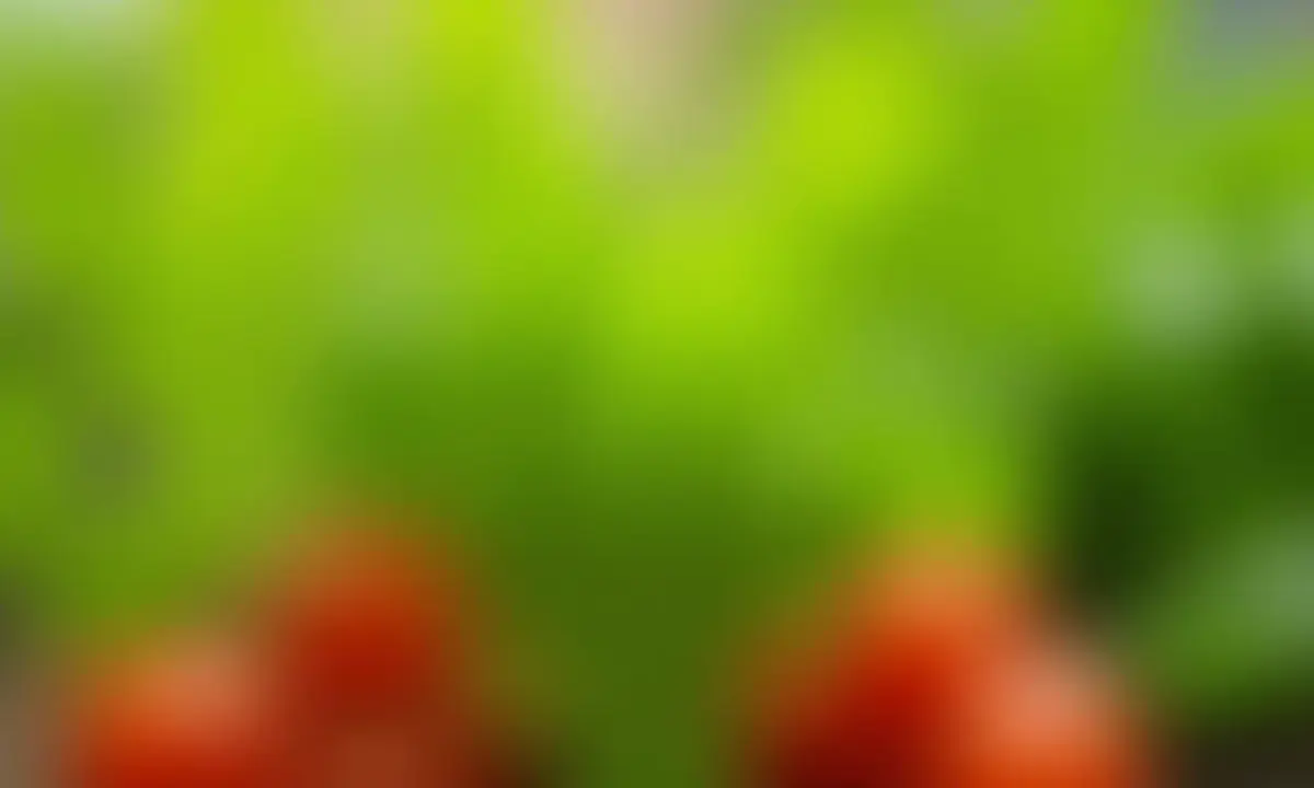 horta-em-apartamento-2