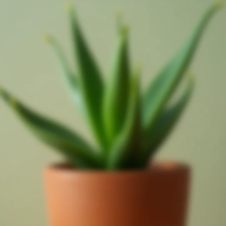 Babosa em vaso de terracota com folhas texturizadas.